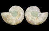 Sliced Ammonite Fossil - Agatized #125041-1